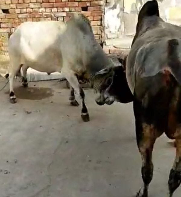 People kept in houses for half an hour in the fight of bulls in Devnagar Colony.