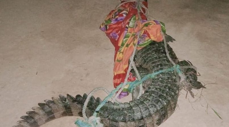 Crocodile entered a house in Haldighera