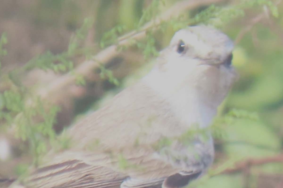Two new species of rare birds seen in Hyderpur Wetland
