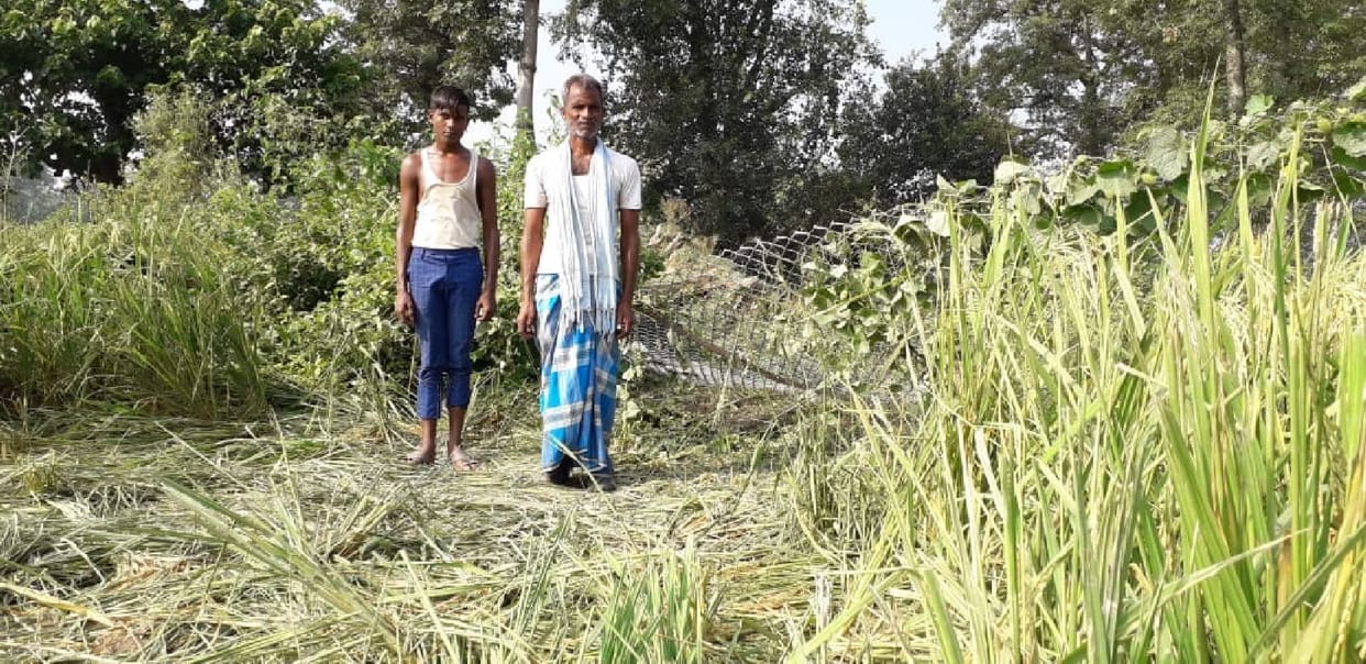 Wild elephants trample paddy crop