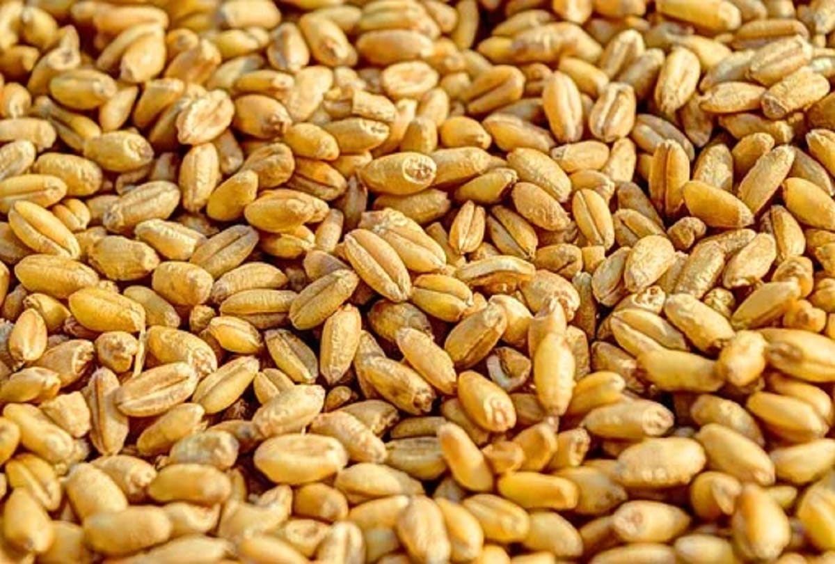 Punjab govt plans to investigate wheat scam by Vigilance