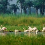 जोझपुर झाल में प्रवासी पक्षी फ्लेमिंगो