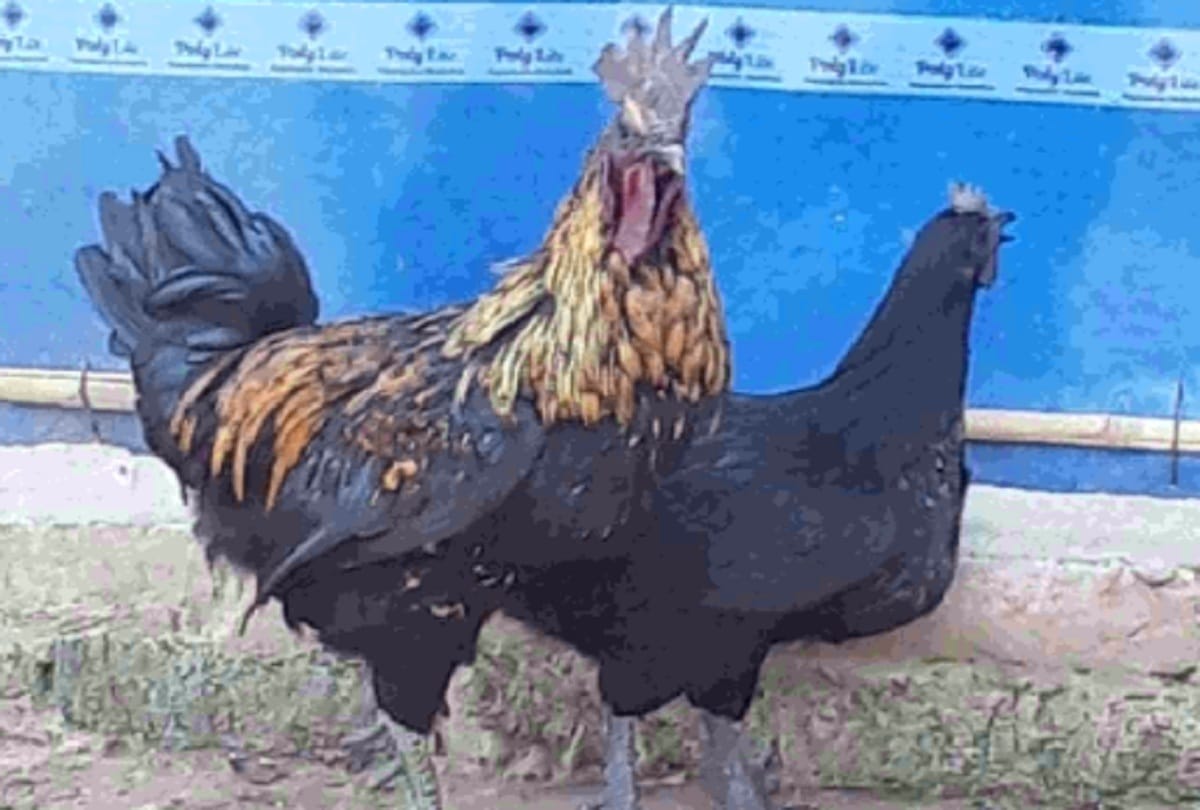 A new species of hen developed in CARI