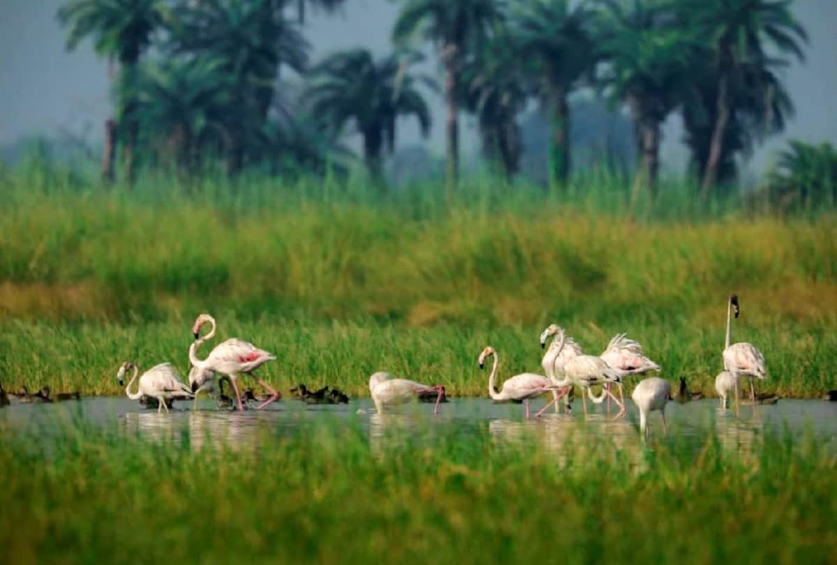 World Migratory Birds Day: Flamingo Birds Stay In Mathura Till Eight Months
