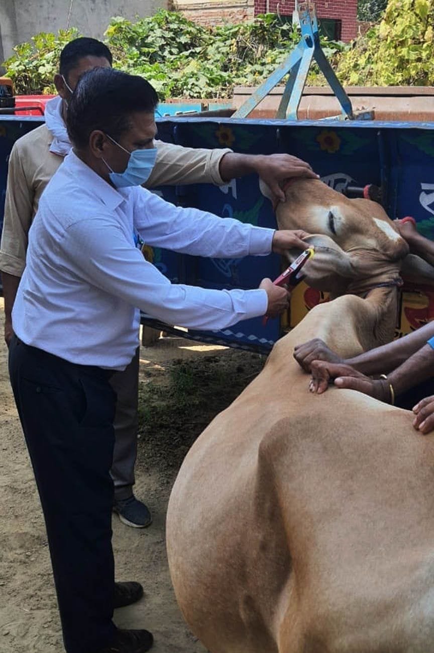Vaccination of animals being tagged