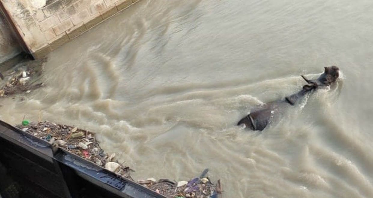 rhinoeros died in river