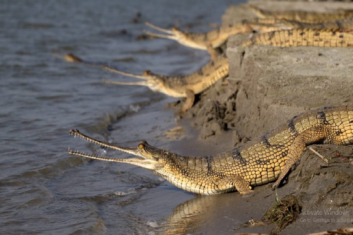Hastinapur News: Gharial of western UP are playing an important role in saving nature