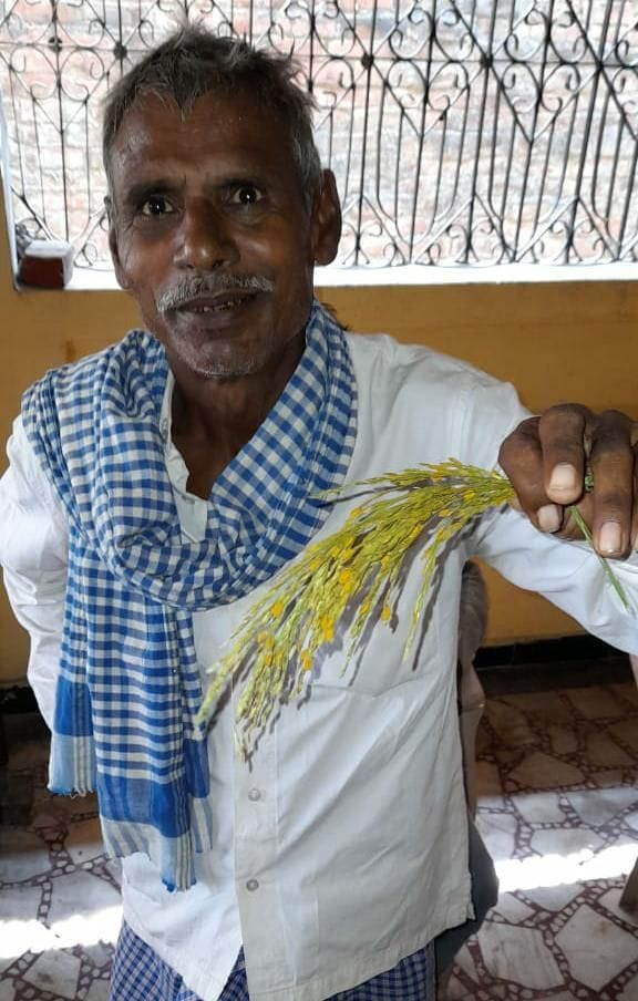 Condo disease attack on paddy crop