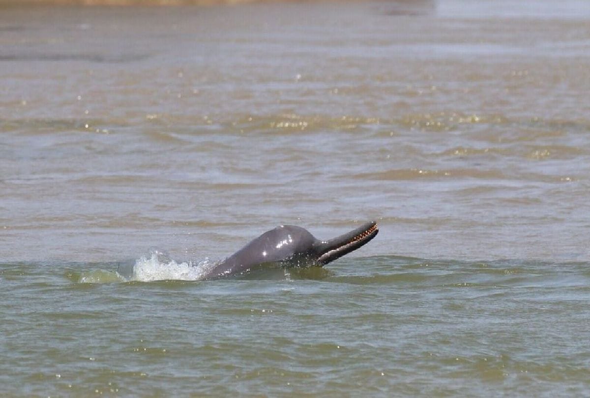 Protection of dolphins in Chambal river under Namami Gange Mission