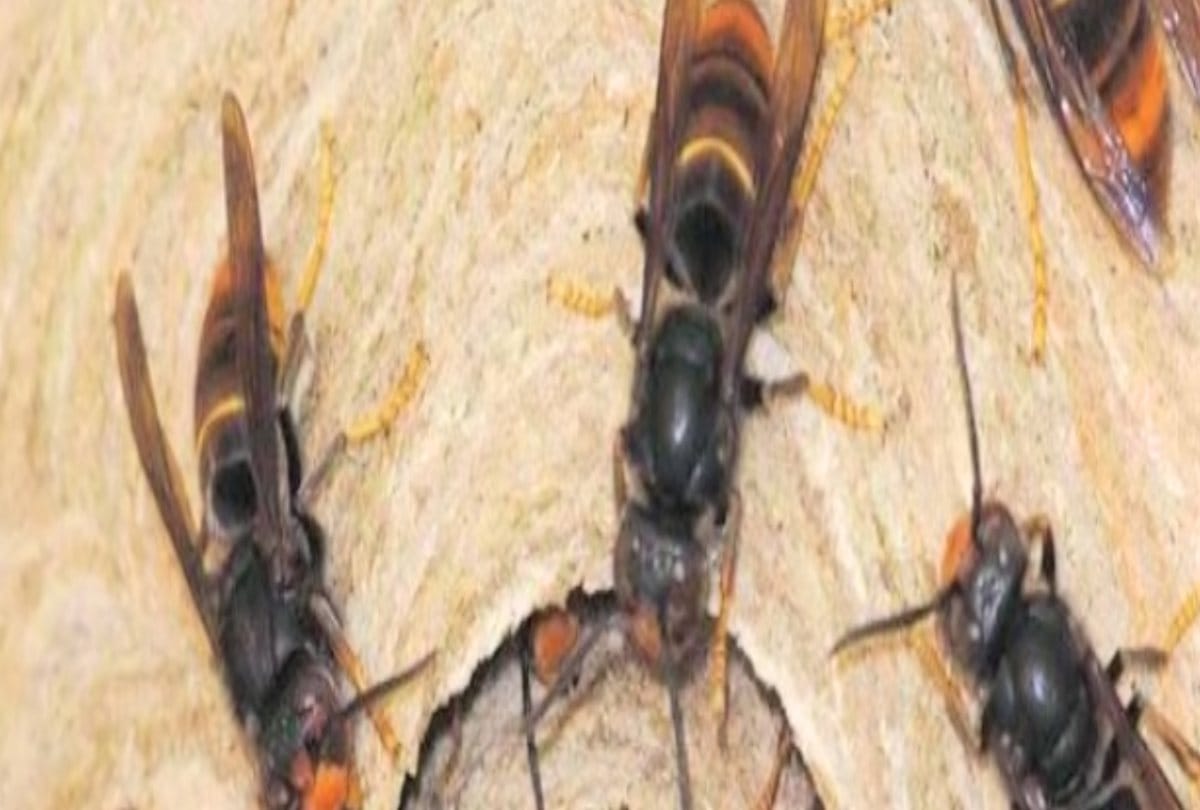 Seven students injured due to hornet bite, condition of a female employee critical