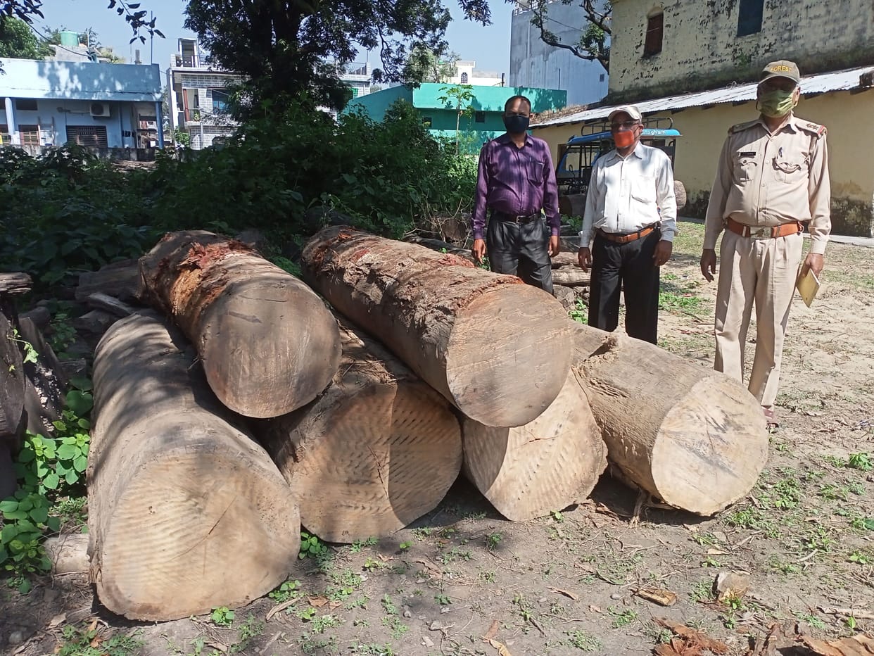 Tree Cut in Tanakpur