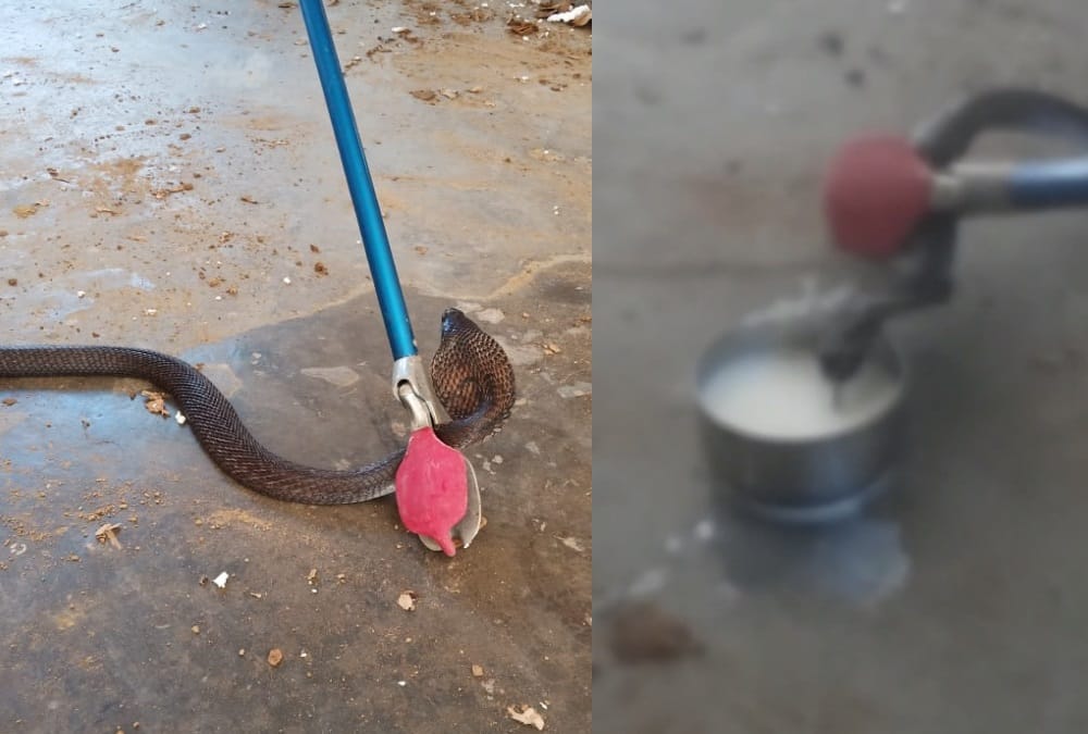 Black Nag Snake Enter in House and Drink Milk in roorkee, see Photos,