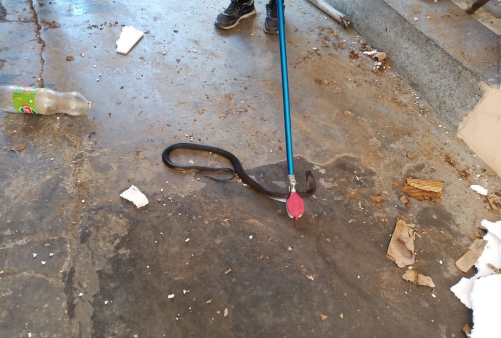 Black Nag Snake Enter in House and Drink Milk in roorkee, see Photos,