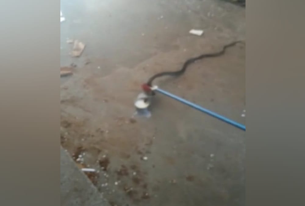 Black Nag Snake Enter in House and Drink Milk in roorkee, see Photos,