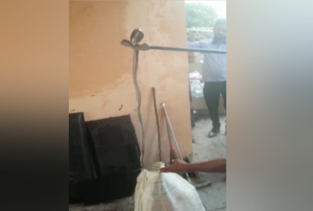 Black Nag Snake Enter in House and Drink Milk in roorkee, see Photos,