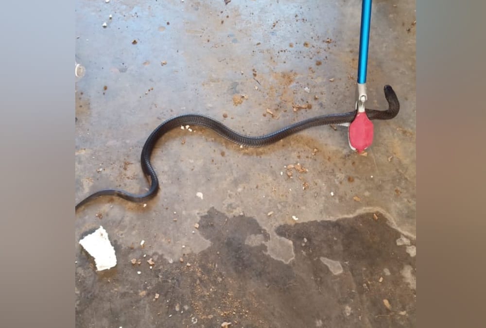 Black Nag Snake Enter in House and Drink Milk in roorkee, see Photos,