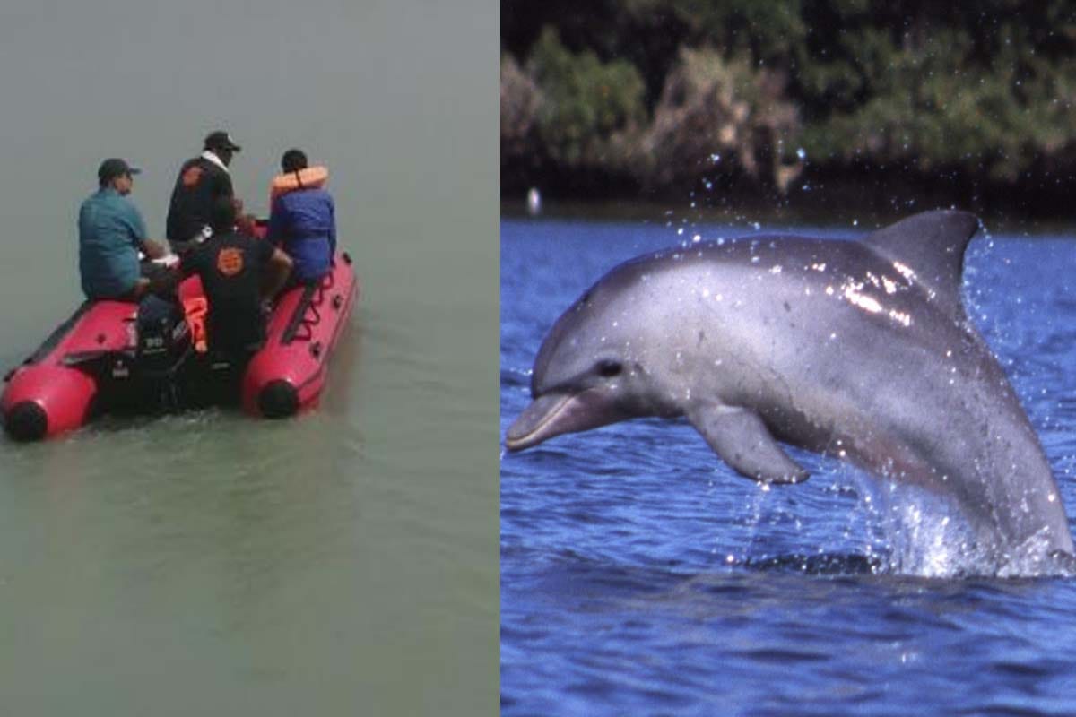 Dolphin seen in Ganga river During the calculation on the second day in Hastinapur