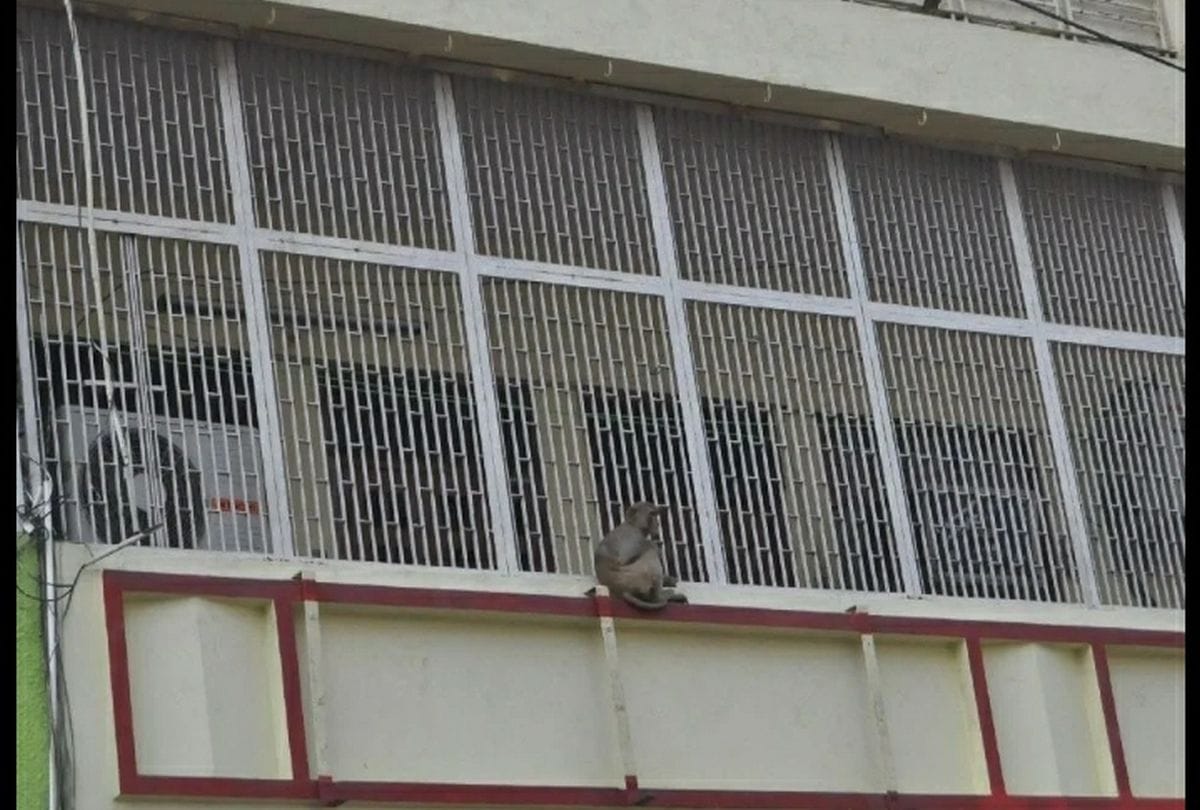 monkey terror in agra after two people death
