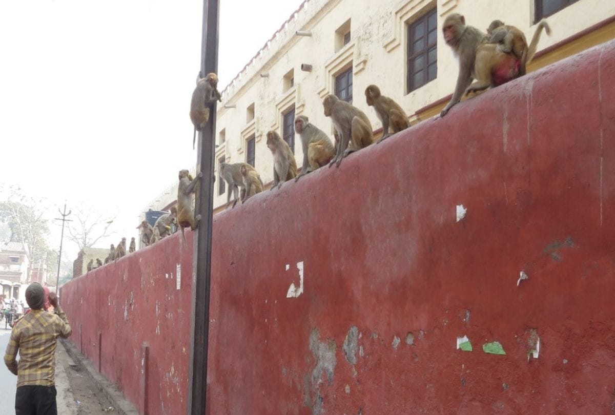 monkey terror in agra after two people death
