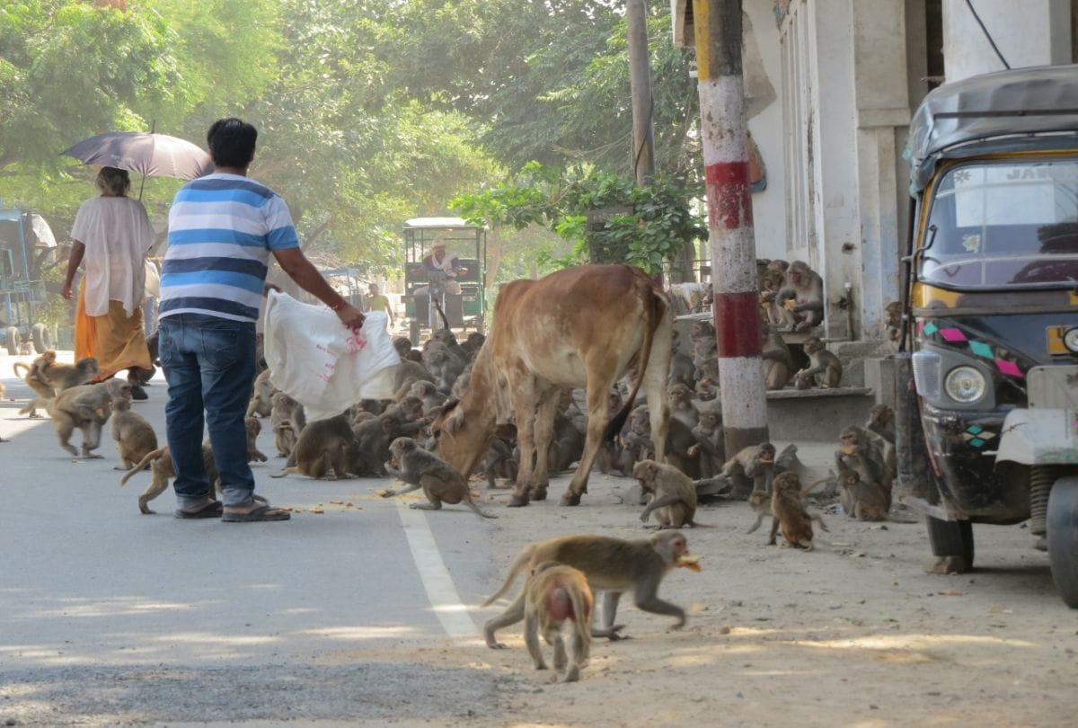 monkey terror in agra after two people death