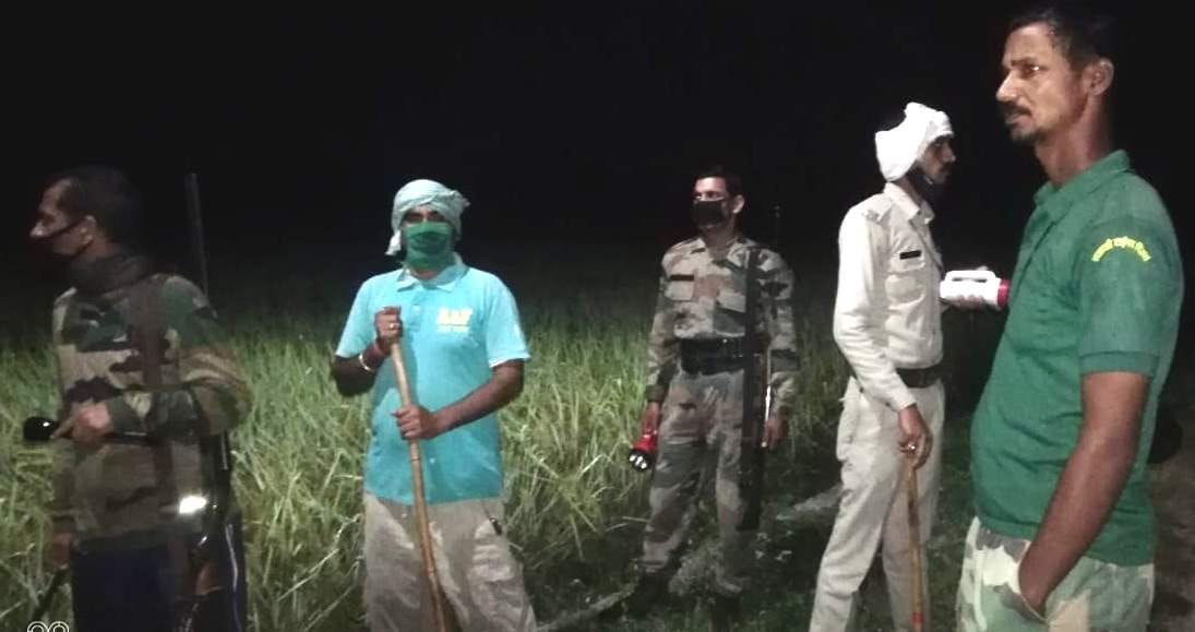 Elephants trample paddy crop in Khadri region