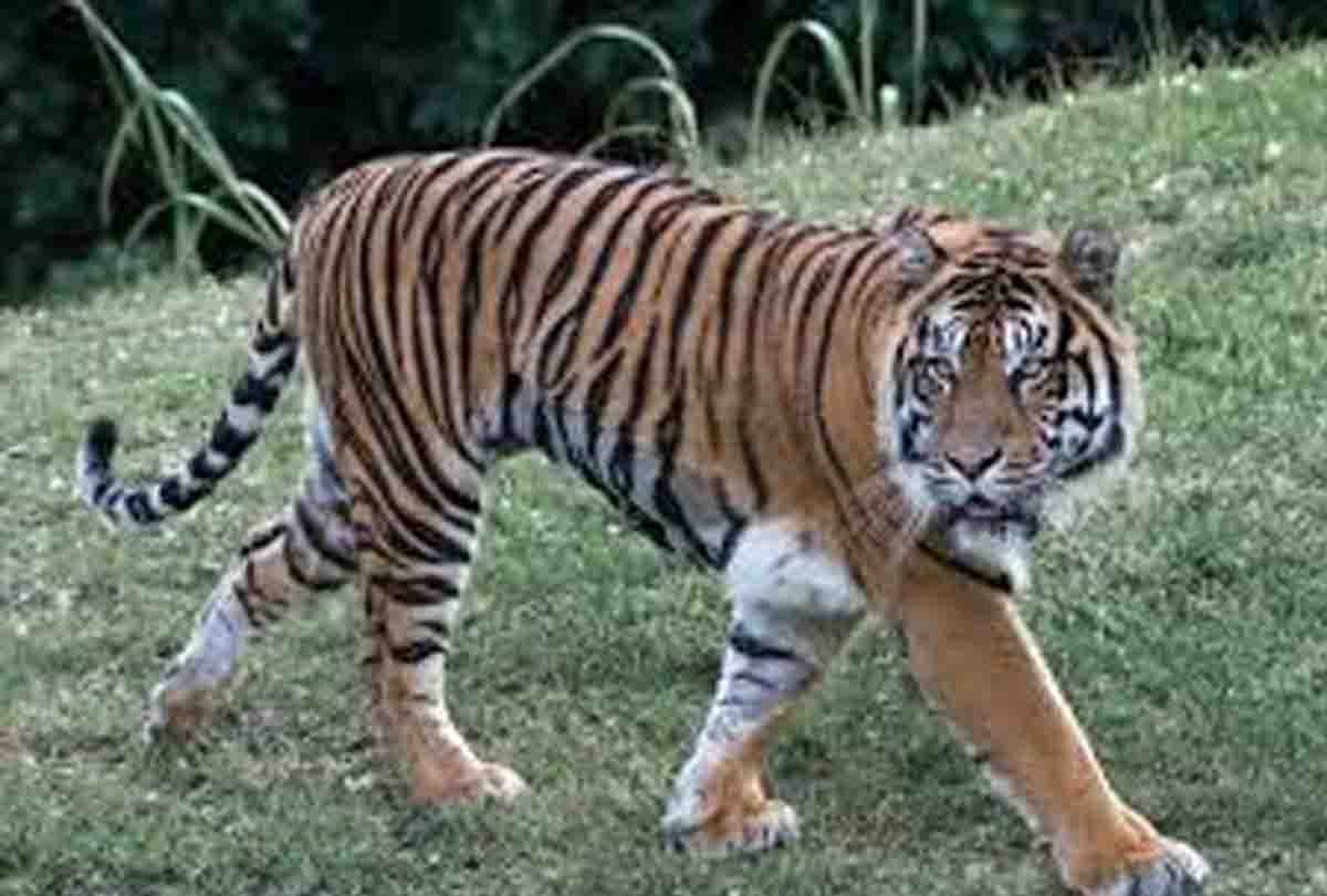 Panic among villagers due to presence of tiger