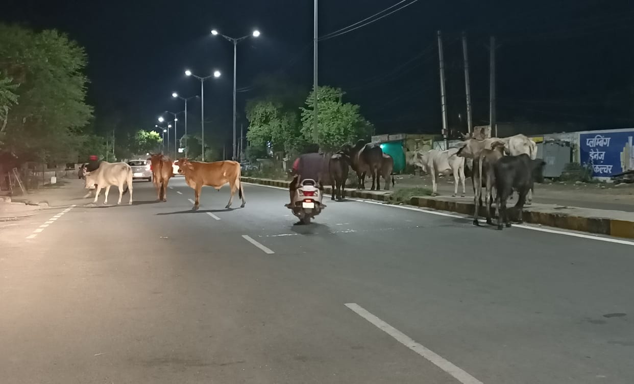 Unclaimed animals will raise the issue