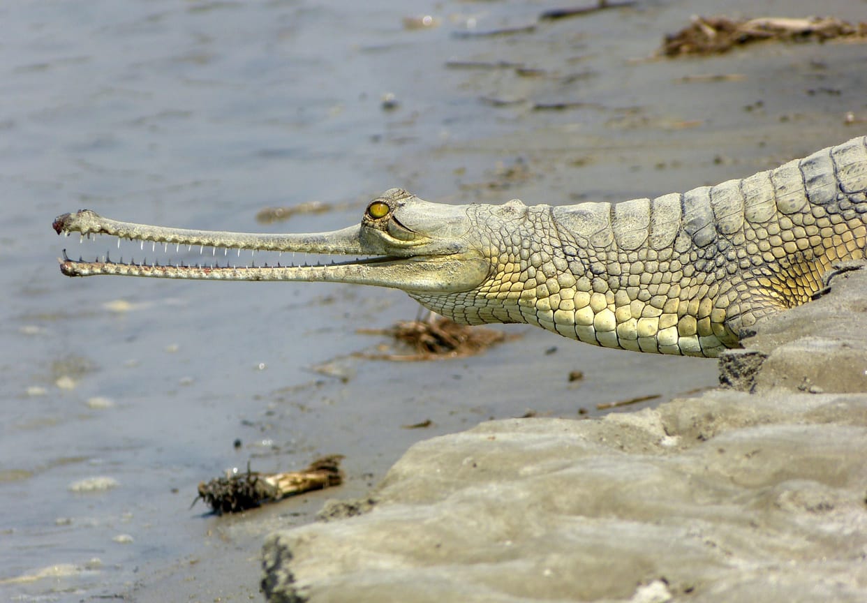 Alligator gongs are longer than three meters