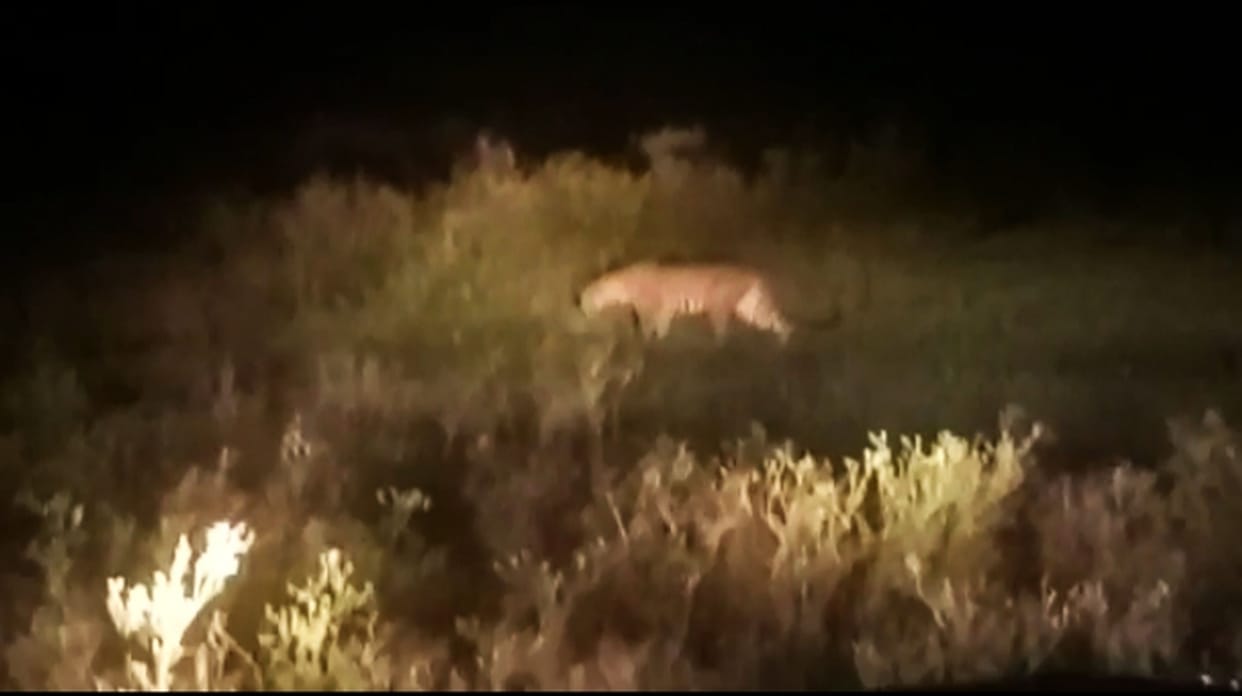 Panic after seeing leopard near Lohapania village