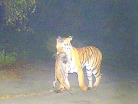 The monkey hunted the monkey and then disappeared from the eye