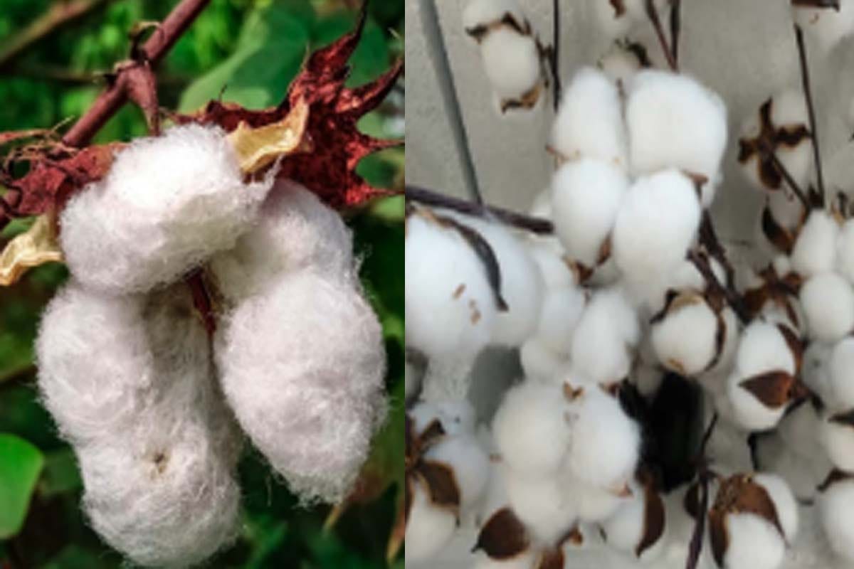 World cotton day: cost not much market available for sale, farmers turn away from cotton cultivation