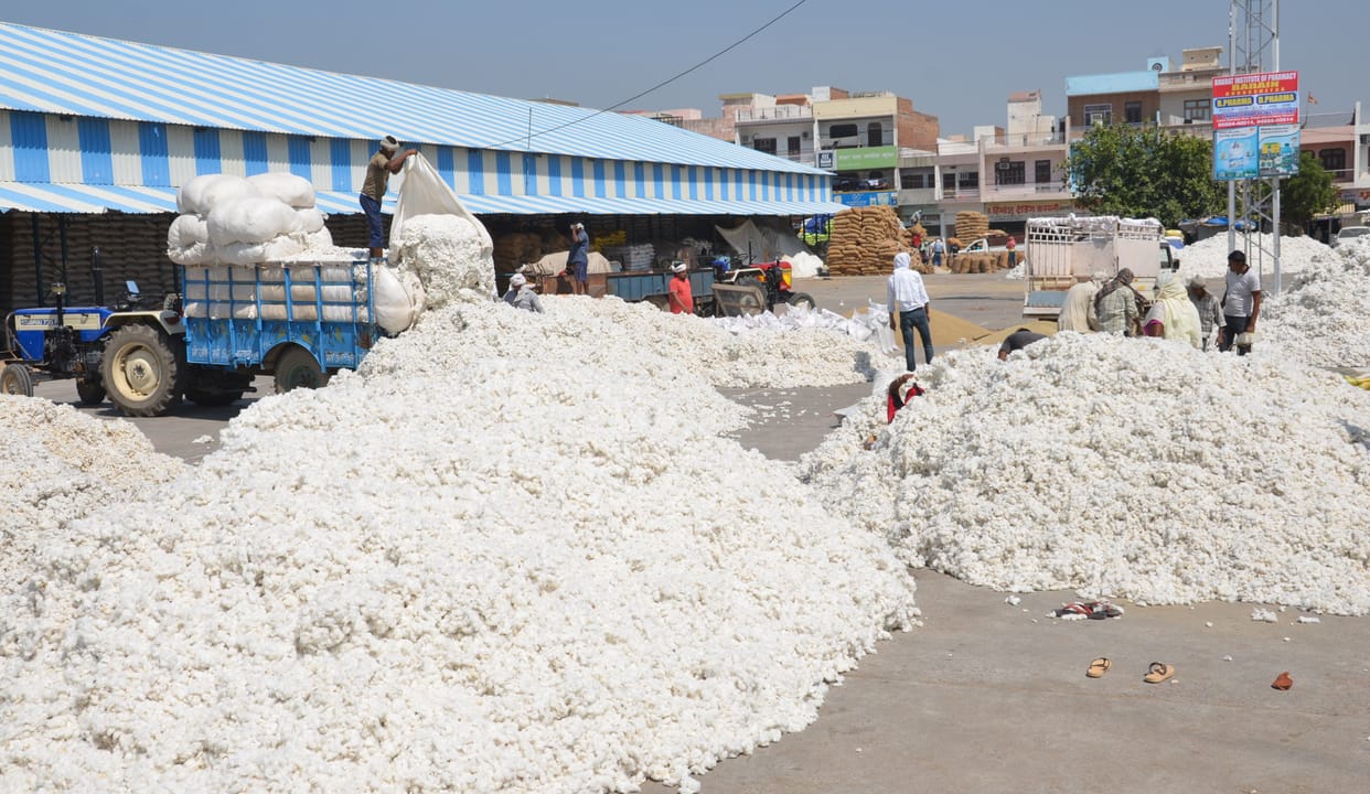 market, bajra kharid, farmers