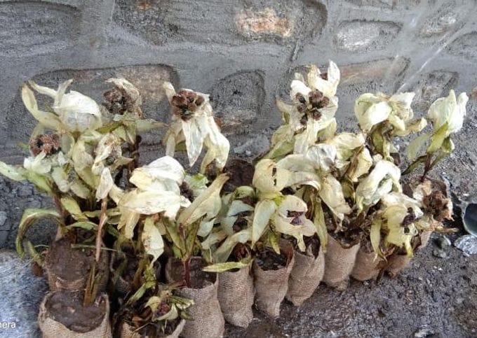Brahmakamal conservation work started in Kedarnath