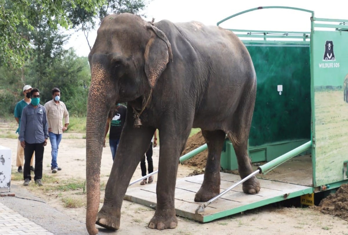 Rescued Elephant Arya Came In Churmura