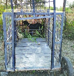 Another cage will be found in Buzhiya area to catch leopard