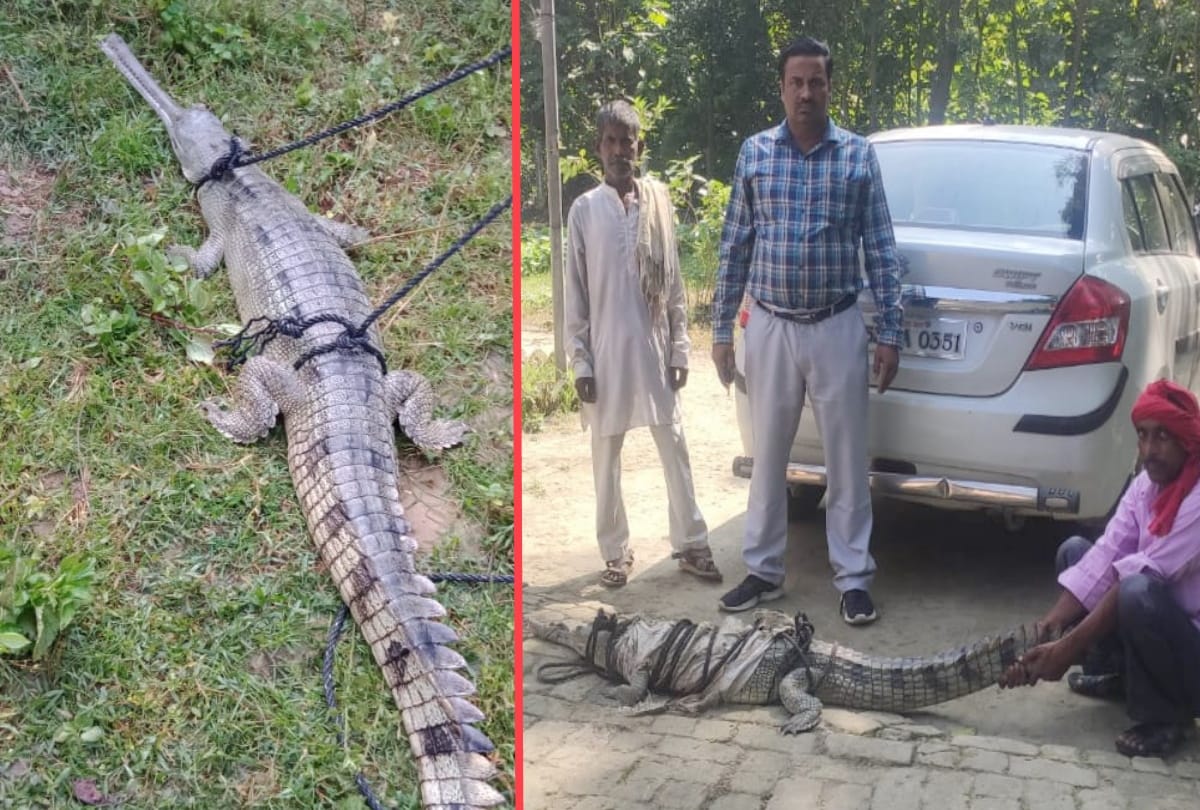 six foot crocodile found in kushinagar
