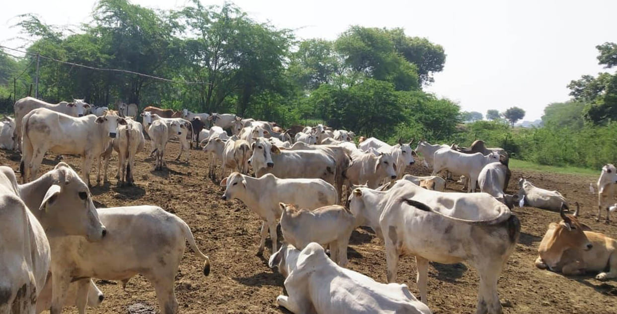 Anna animals will not get shade even in cold