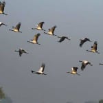 पक्षी (प्रतीकात्मक तस्वीर)