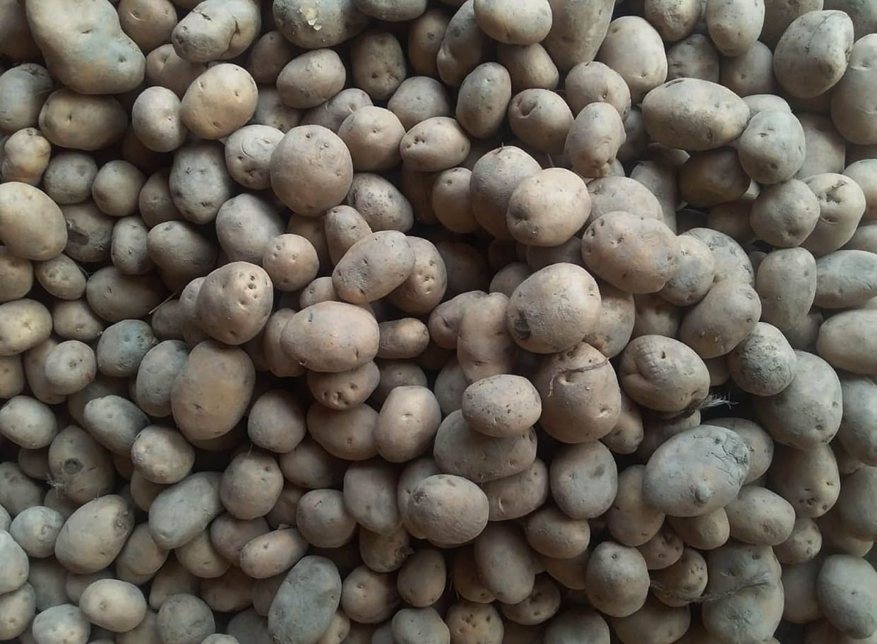 Potato growers will have to buy seeds at double the price