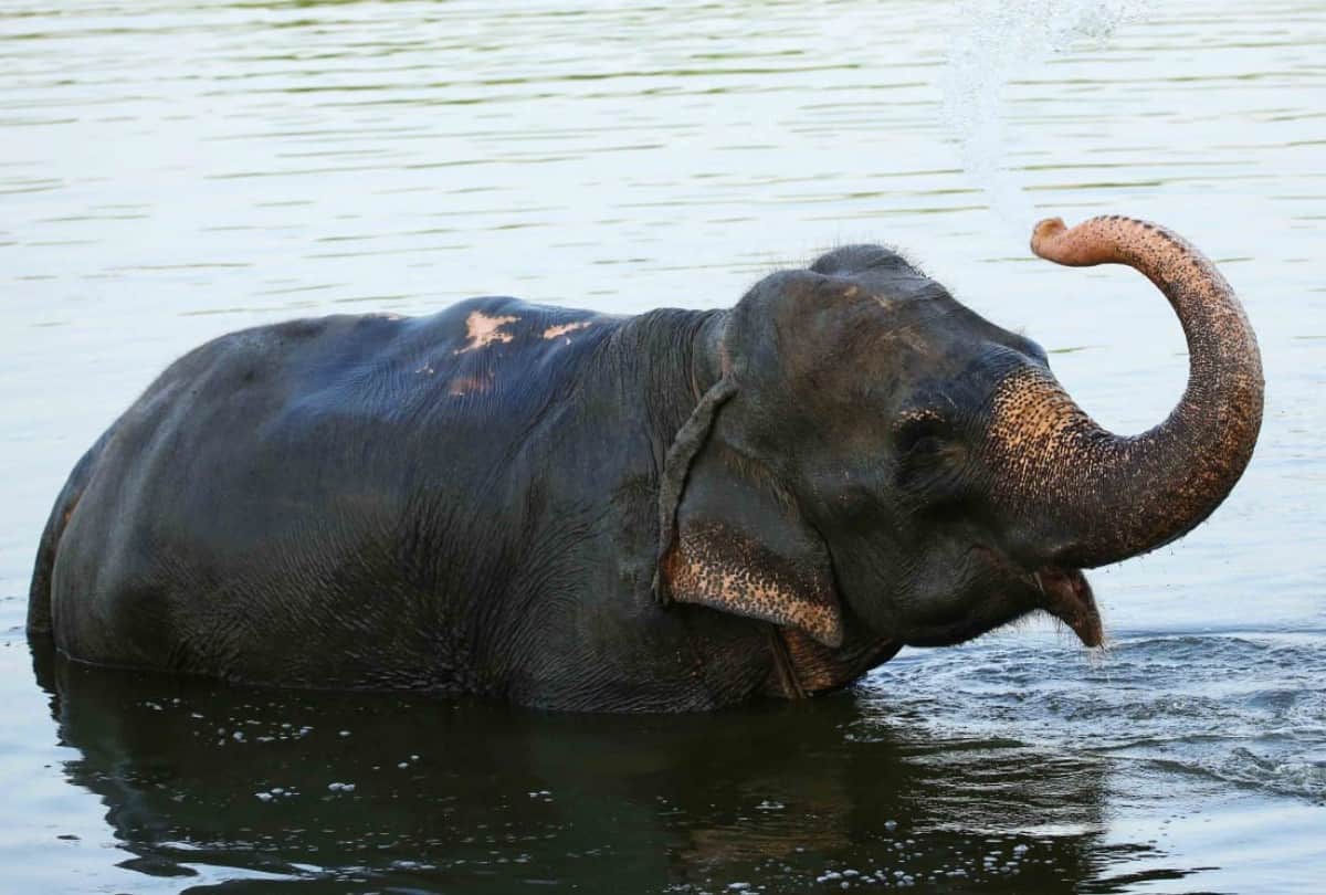 Bhola Elephant Celebrated Freedom Of Ten Year