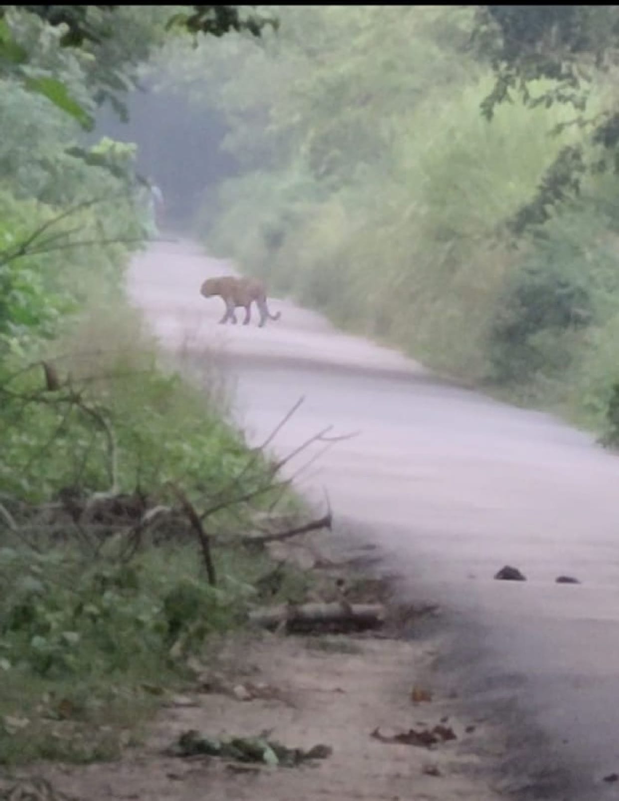 Tiger came on the road from forest, people in panic