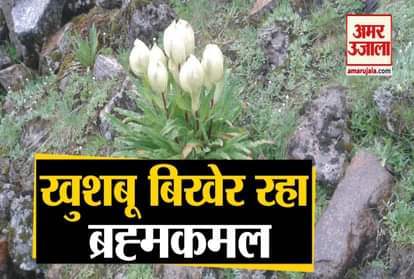 Brahma Kamal Blooming in October due to lockdown in Uttarakhand,  see video