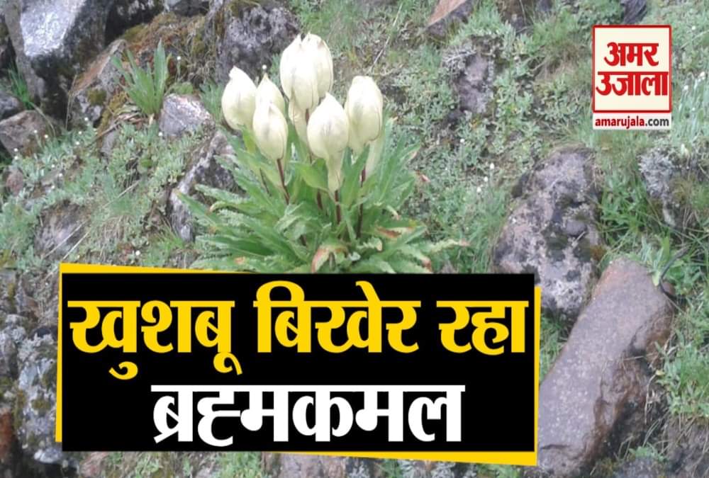 ब्रह्मकमल