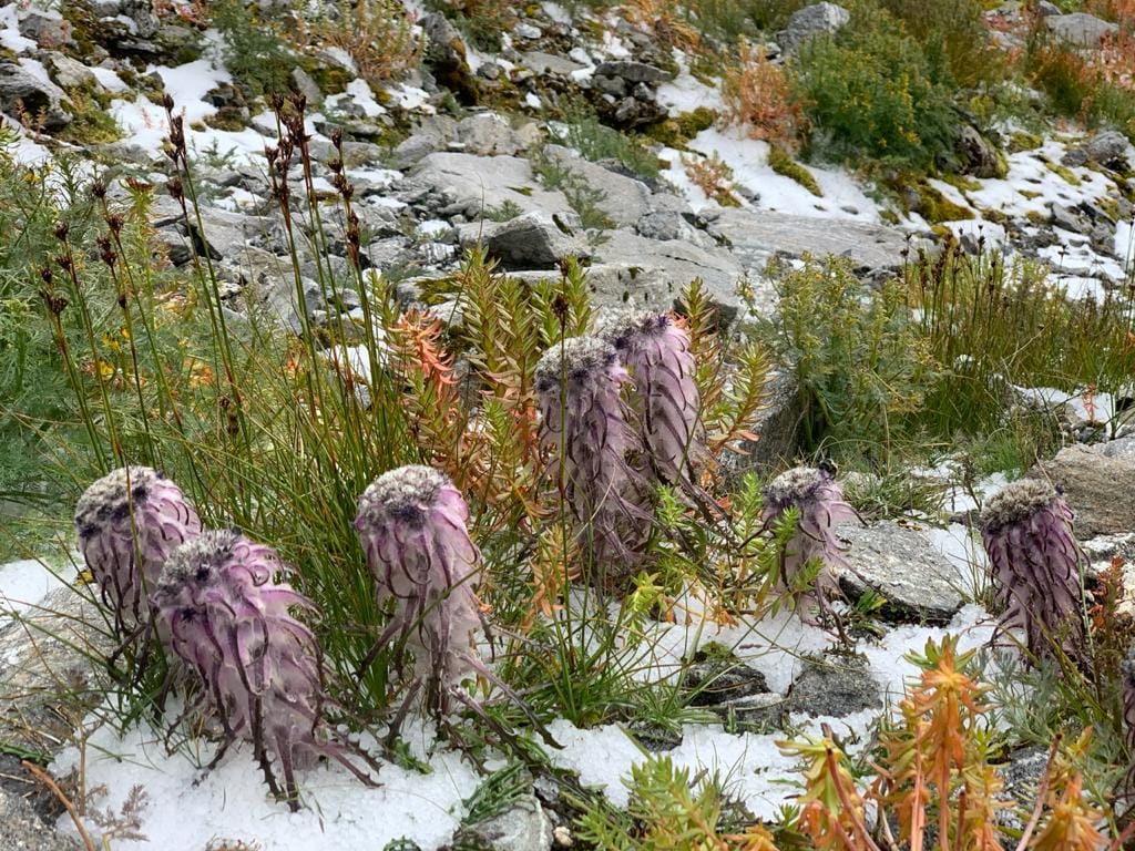 uttarakhand news : corona guide line become  Sanjeevani for brahma kamal