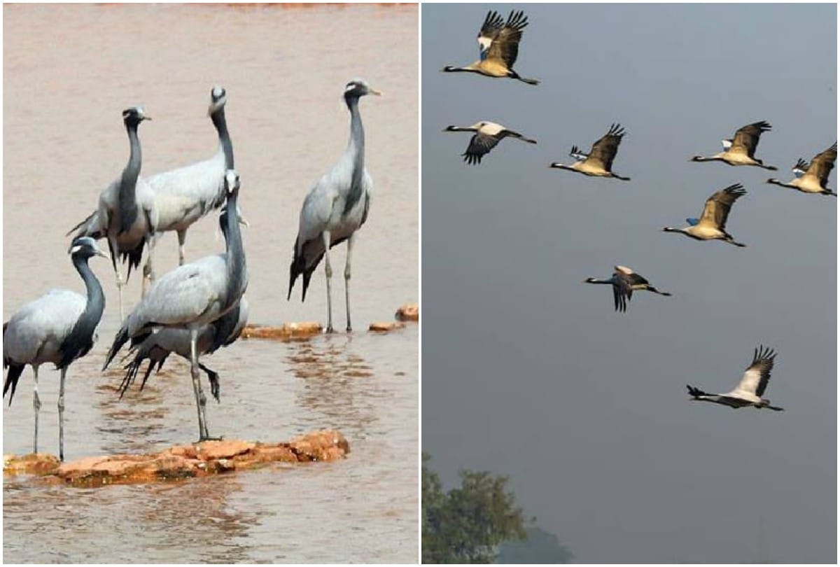 Demoiselle Crane Birds In Chambal