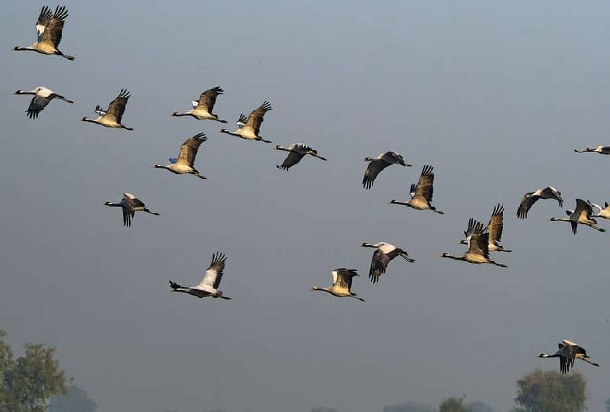 Demoiselle Crane Birds In Chambal