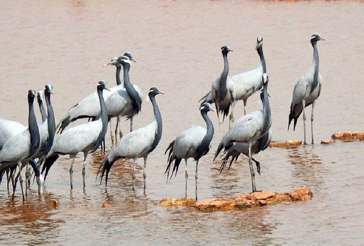 Demoiselle Crane Birds In Chambal