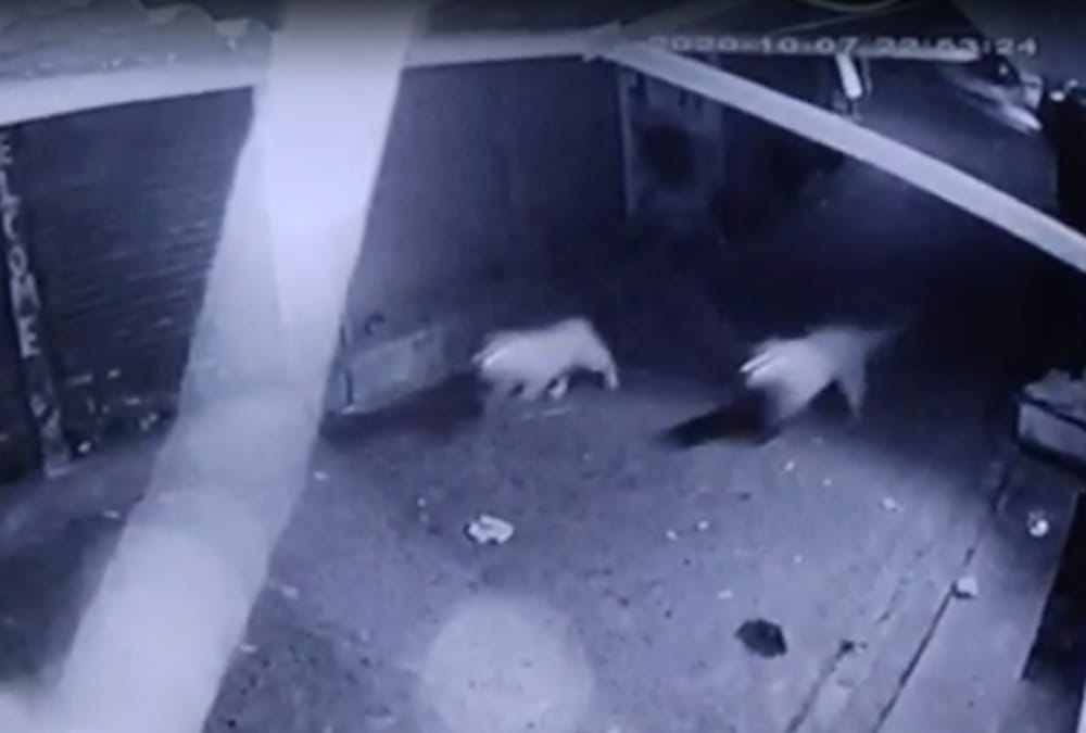 Uttarakhand: Three Leopard Walked in Market area in Pithoragarh, Captured In Cctv Photos