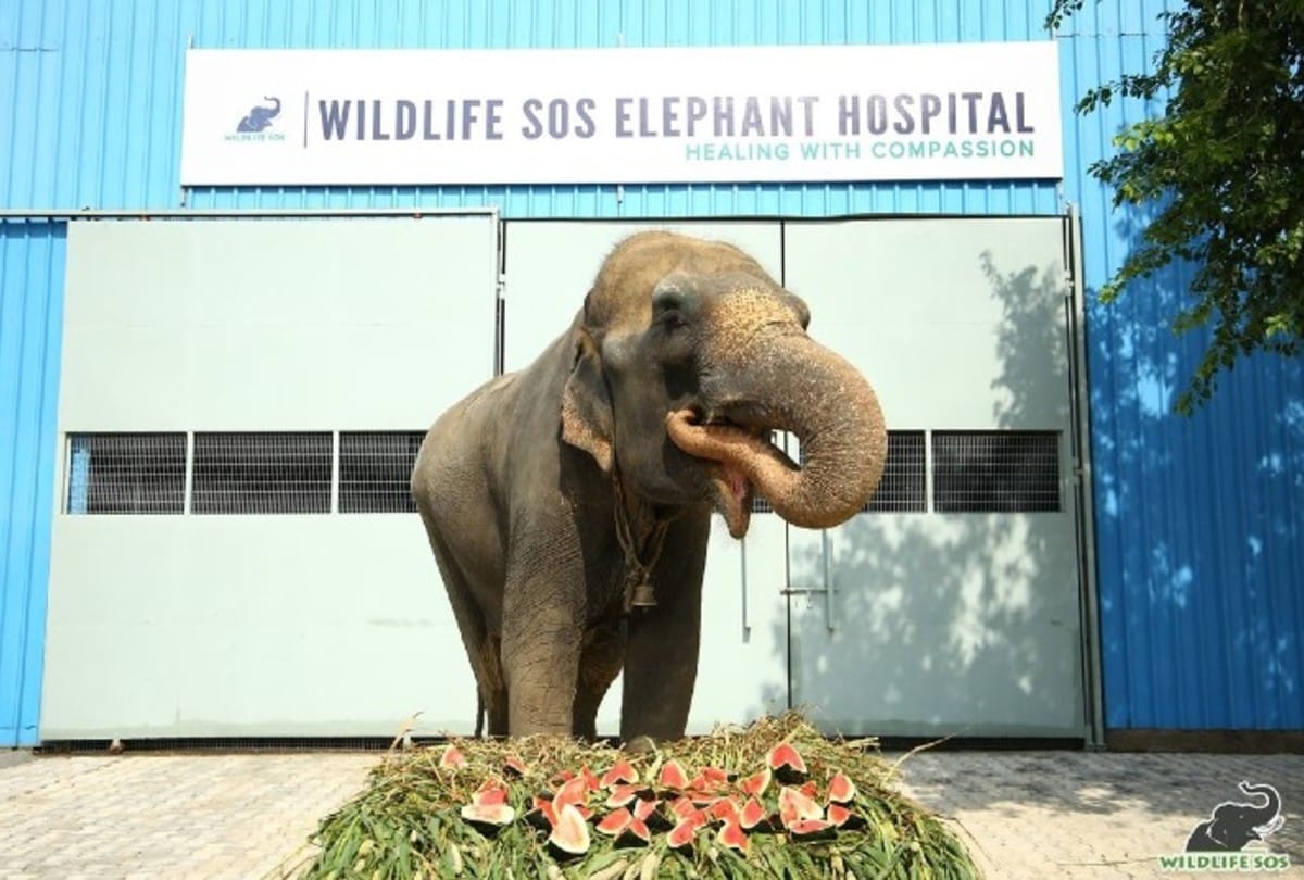 Rescued Elephant Arya Came In Churmura