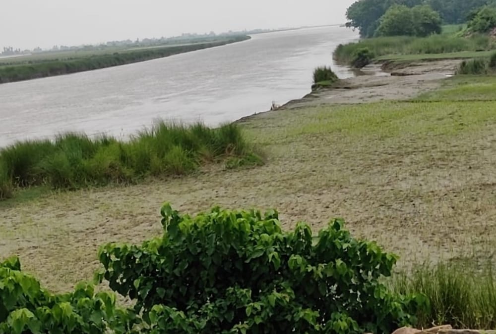 Farmers made crisis into opportunity in bhelsar in Ayodhya.